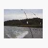[Big fish]